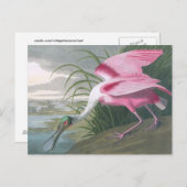 Roseate Spoonbill, John James Audubon Fine Art Briefkaart (Voorkant / Achterkant)
