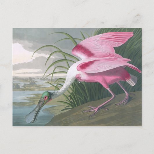 Roseate Spoonbill, John James Audubon Fine Art Briefkaart (Voorkant)