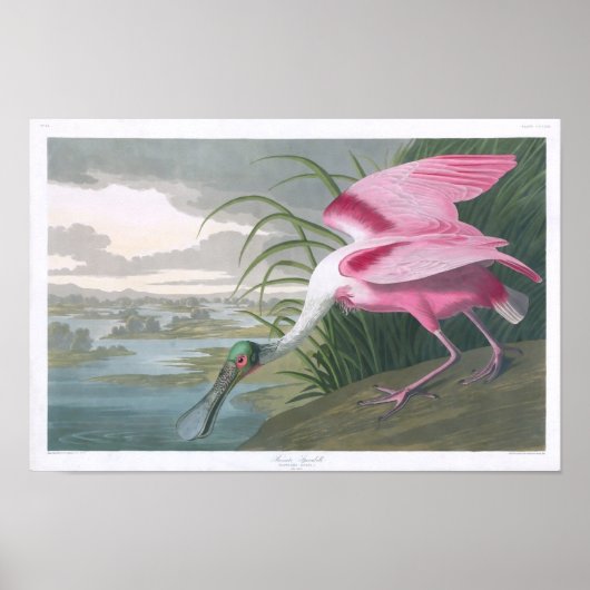 Roseate Spoonbill, John James Audubon Fine Art Poster (Voorkant)
