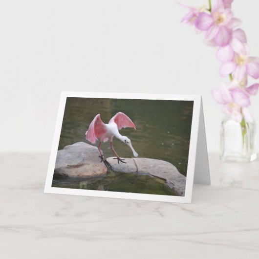 Roseate Spoonbill Kaart (Orchidee)
