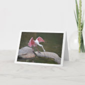 Roseate Spoonbill Kaart (Voorkant)