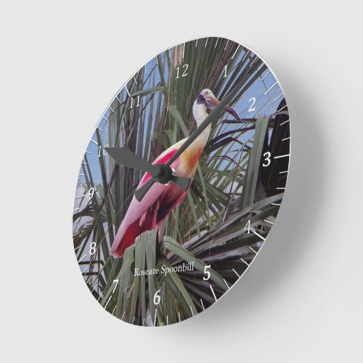 Roseate Spoonbill klok (Hoek)