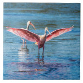 Roseate Spoonbill Large 6-inch X 6-inch foto-Tegel Tegeltje (Voorkant)