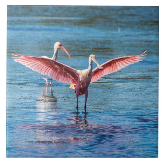 Roseate Spoonbill Large 6-inch X 6-inch foto-Tegel Tegeltje (Voorkant)