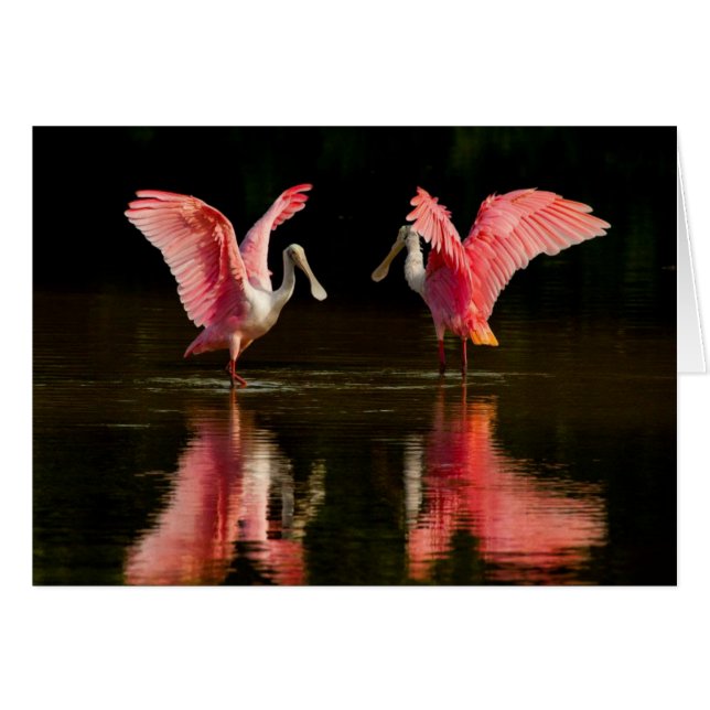 Roseate Spoonbill Mating Dance (Voorkant Horizontaal)