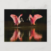 Roseate Spoonbill Mating Dance Briefkaart (Voorkant)
