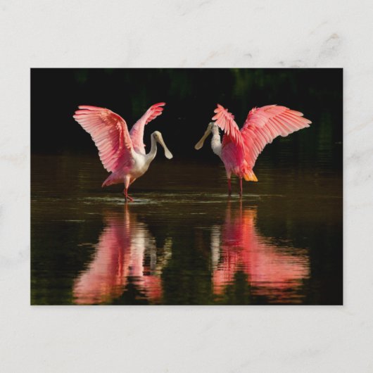 Roseate Spoonbill Mating Dance Briefkaart (Voorkant)