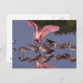 Roseate Spoonbill met Willets in ondiep water Briefkaart (Voorkant / Achterkant)