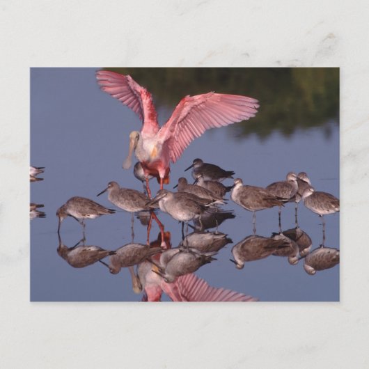 Roseate Spoonbill met Willets in ondiep water Briefkaart (Voorkant)