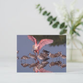 Roseate Spoonbill met Willets in ondiep water Briefkaart (Staand voorkant)