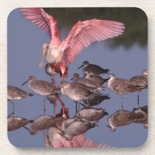 Roseate Spoonbill met Willets in ondiep water Drankjes Onderzetter