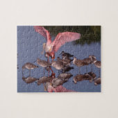 Roseate Spoonbill met Willets in ondiep water Legpuzzel (Horizontaal)