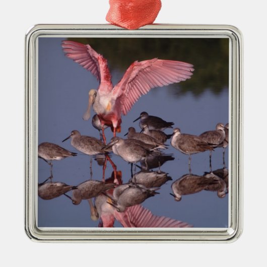 Roseate Spoonbill met Willets in ondiep water Metalen Ornament (Voorkant)