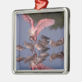Roseate Spoonbill met Willets in ondiep water Metalen Ornament (Links)