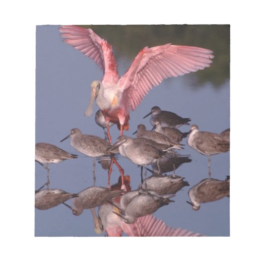 Roseate Spoonbill met Willets in ondiep water Notitieblok (Voorkant)