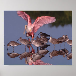 Roseate Spoonbill met Willets in ondiep water Poster