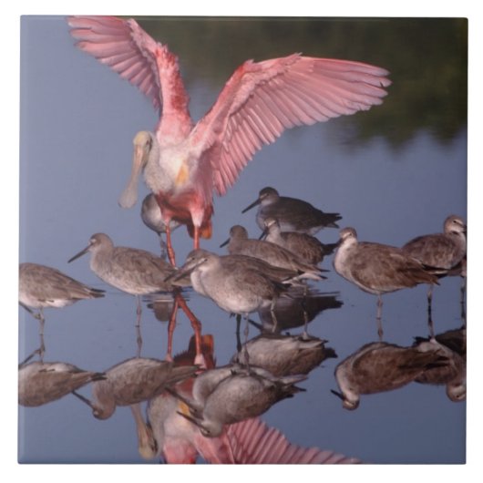 Roseate Spoonbill met Willets in ondiep water Tegeltje (Voorkant)