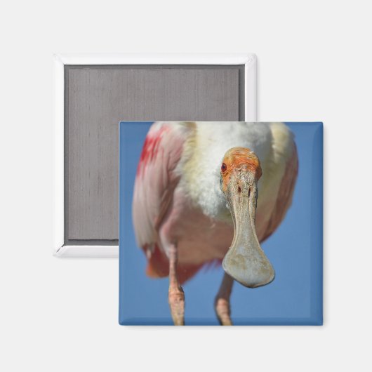 Roseate Spoonbill met zijn grote snavel Magneet (Voorkant / Achterkant)
