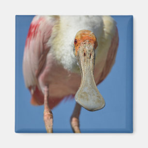 Roseate Spoonbill met zijn grote snavel Magneet
