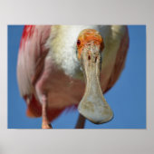 Roseate Spoonbill met zijn grote snavel Poster (Voorkant)