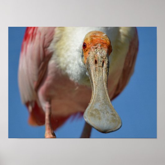 Roseate Spoonbill met zijn grote snavel Poster (Voorkant)