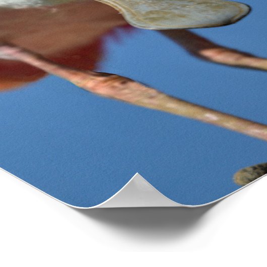 Roseate Spoonbill met zijn grote snavel Poster (Hoek)
