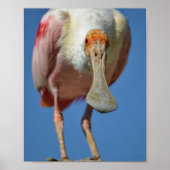 Roseate Spoonbill met zijn grote snavel Poster (Voorkant)