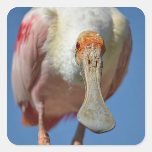 Roseate Spoonbill met zijn grote snavel Vierkante Sticker (Voorkant)