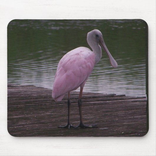 Roseate Spoonbill Muismat (Voorkant)