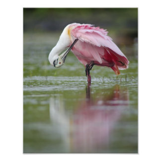 Roseate Spoonbill (Platalea ajaja) 11 x 14 Foto Afdruk