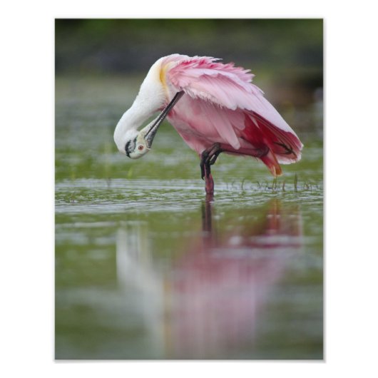 Roseate Spoonbill (Platalea ajaja) 11 x 14 Foto Afdruk (Voorkant)