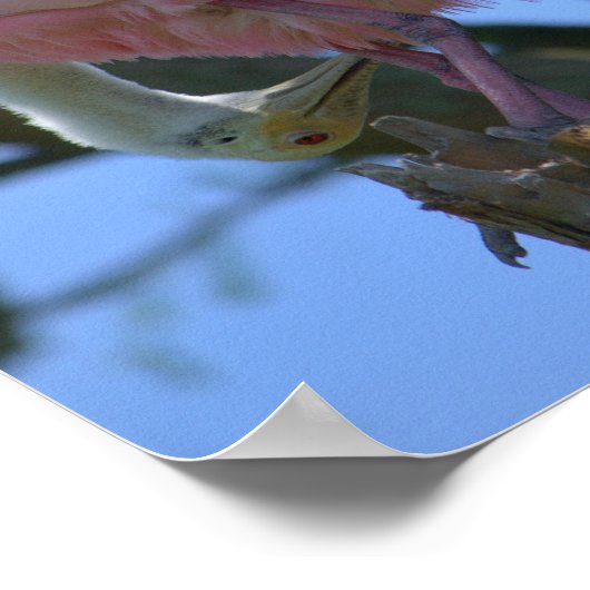 Roseate Spoonbill poster (Hoek)