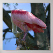 Roseate Spoonbill poster (Voorkant)