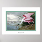 Roseate Spoonbill Poster (Voorkant)