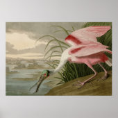 Roseate Spoonbill Poster (Voorkant)