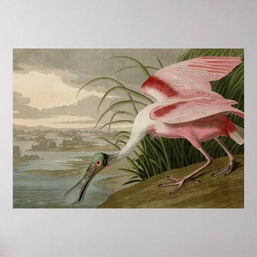 Roseate Spoonbill Poster (Voorkant)