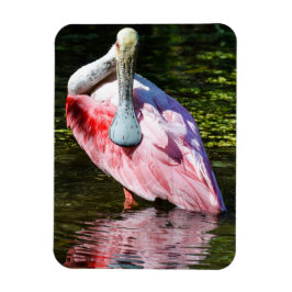 Roseate Spoonbill Puzzel Magneet