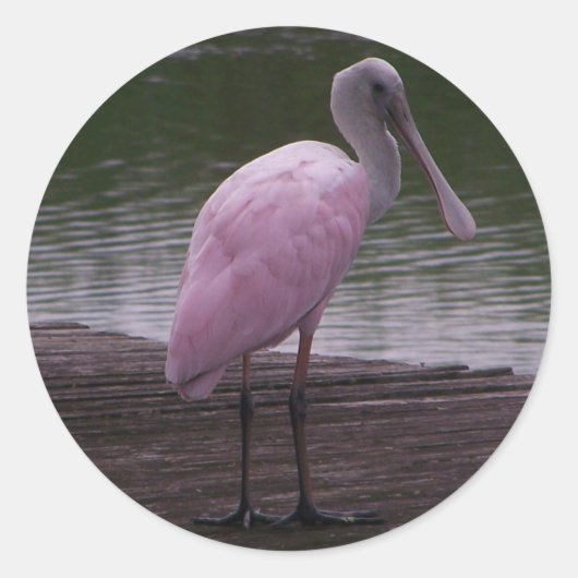 Roseate Spoonbill Ronde Sticker (Voorkant)