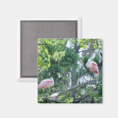 Roseate Spoonbill Sleeping Magnet (Voorkant / Achterkant)
