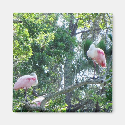 Roseate Spoonbill Sleeping Magnet (Voorkant)