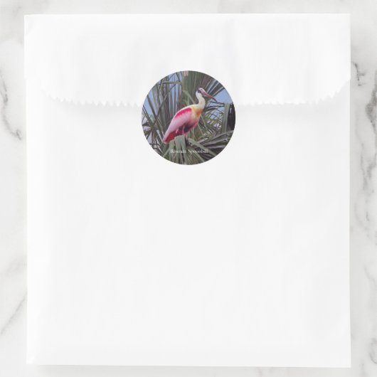 Roseate Spoonbill sticker (Tas)