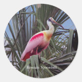 Roseate Spoonbill sticker (Voorkant)