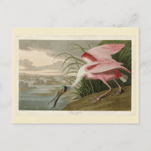 Roseate Spoonbill uit Audubon's Birds of America Briefkaart