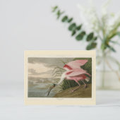 Roseate Spoonbill uit Audubon's Birds of America Briefkaart (Staand voorkant)