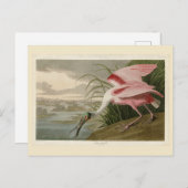 Roseate Spoonbill uit Audubon's Birds of America Briefkaart (Voorkant / Achterkant)