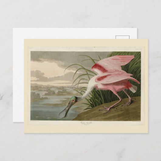 Roseate Spoonbill uit Audubon's Birds of America Briefkaart (Voorkant / Achterkant)