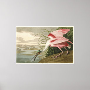 Roseate Spoonbill uit Audubon's Birds of America Canvas Afdruk