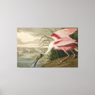 Roseate Spoonbill uit Audubon's Birds of America Canvas Afdruk