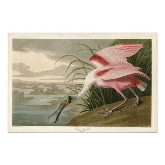 Roseate Spoonbill uit Audubon's Birds of America Foto Afdruk (Voorkant)