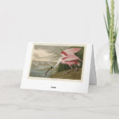 Roseate Spoonbill uit Audubon's Birds of America Kaart (Achterkant)